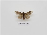 藏品(夙舟蛾屬)的圖片